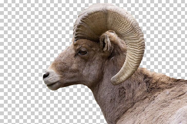Bighorn River Bighorn Sheep Goat PNG, Clipart, Animal, Animals, Argali, Bighorn, Cow Goat Family Free PNG Download
