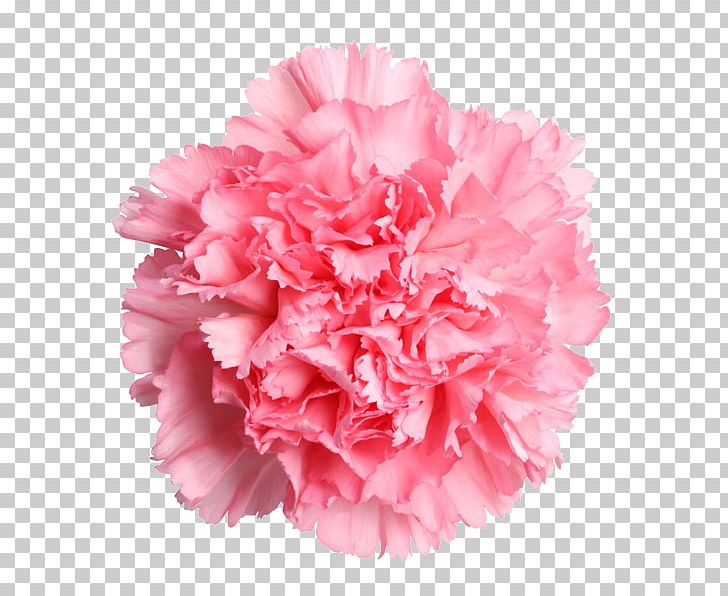 Carnation Cut Flowers Mother's Day Rose PNG, Clipart, Carnation, Cut Flowers, Rose Pink Free PNG Download