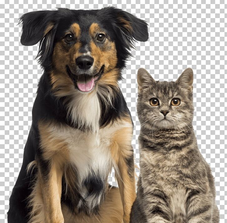 Dog–cat Relationship Dog–cat Relationship Pet Sitting PNG, Clipart, Animals, Cat Like Mammal, Companion Dog, Dog Breed, Dog Breed Group Free PNG Download