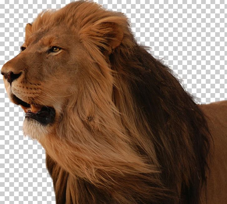 East African Lion Desktop Cat PNG, Clipart, African Lion, Animals, Asiatic Lion, Big Cat, Big Cats Free PNG Download
