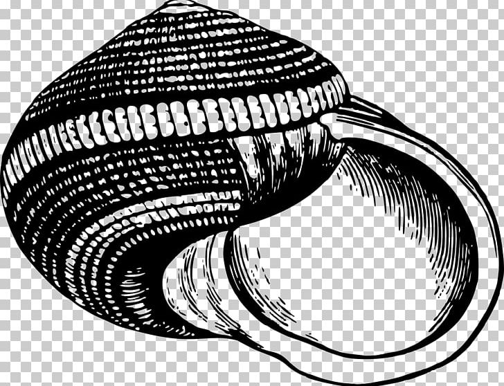Seashell Mollusc Shell PNG, Clipart, Animal, Animals, Automotive Tire, Bivalvia, Black And White Free PNG Download