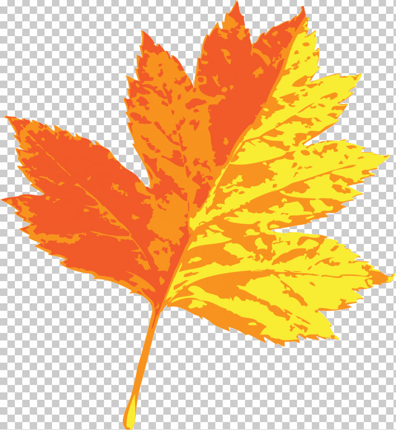 Maple Leaf PNG, Clipart, Flower, Green, Inflorescence, Leaf, Maple Free PNG Download