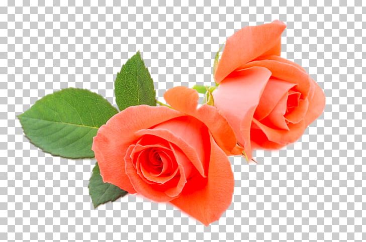 Beach Rose Flower Orange PNG, Clipart, Clips, Color, Decorative, Decorative Material, Designer Free PNG Download