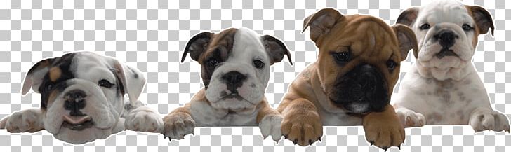 Dog Breed Bulldog Bull Terrier Puppy Companion Dog PNG, Clipart, Breed, Bulldog, Bull Terrier, Carnivoran, Companion Dog Free PNG Download