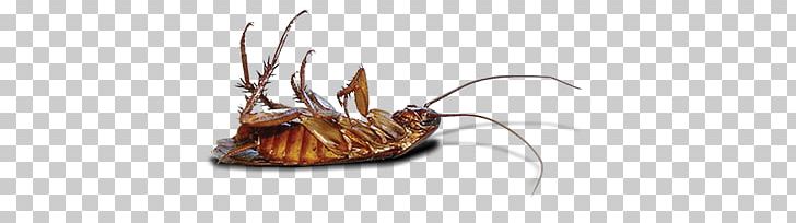 Roach PNG, Clipart, Roach Free PNG Download