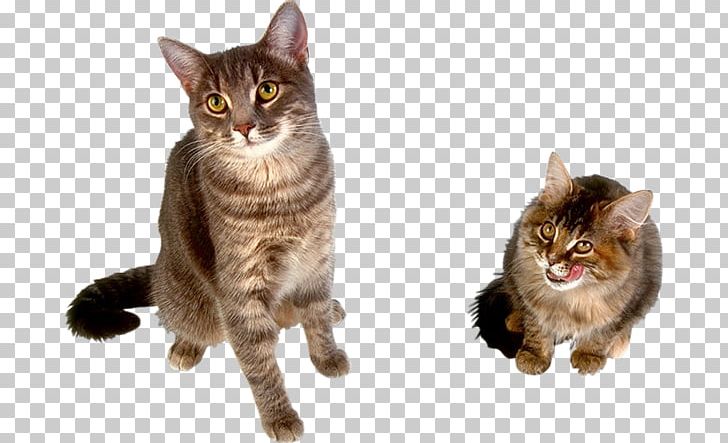 Cat Dog Animal Pet Shop PNG, Clipart, American Wirehair, Animal, Animals, Animation, Asian Free PNG Download