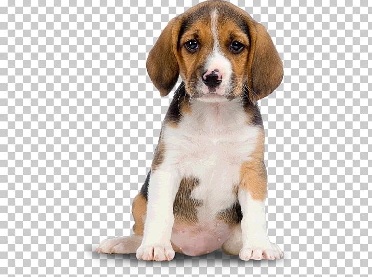 Dogs PNG, Clipart, Dogs Free PNG Download