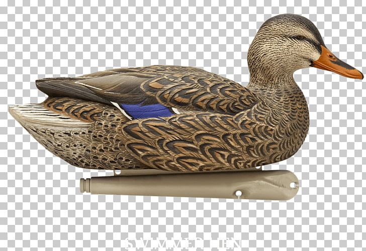 Mallard Duck Decoy Duck Decoy Open Water PNG, Clipart, Animals, Beak, Bird, Common Pochard, Decoy Free PNG Download