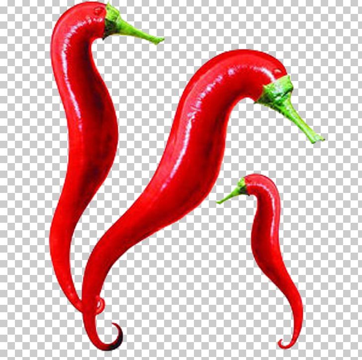 Advertising Campaign Creativity Fast Food Advertising Idea PNG, Clipart, Advertising Campaign, Birds Eye Chili, Cayenne Pepper, Chili Pepper, Creative Artwork Free PNG Download