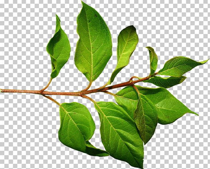 Leaf Green PNG, Clipart, Action, Art Green, Beauty, Bodyshope, Branch Free PNG Download