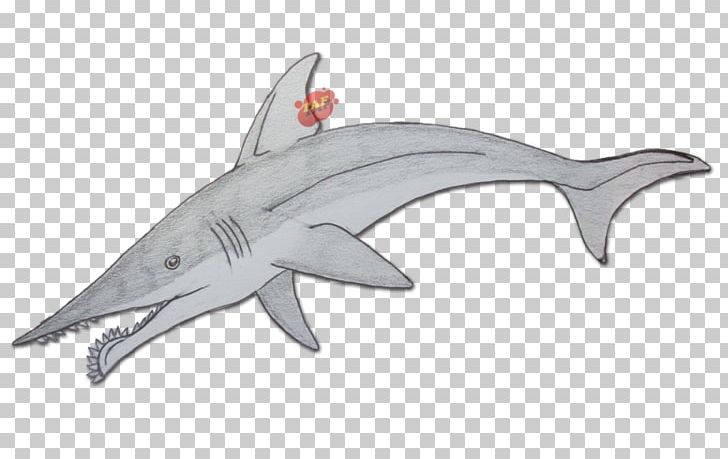 Requiem Sharks Sarcoprion Eugeneodontida Permian PNG, Clipart, Cartilaginous Fish, Cartilaginous Fishes, Drawing, Fauna, Fin Free PNG Download