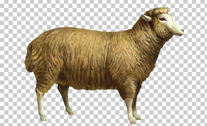 Sheep Goat Cattle PNG, Clipart, Argali, Black Sheep, Blog, Cattle, Coloring Book Free PNG Download