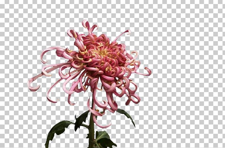 Chrysanthemum Flower Gratis PNG, Clipart, Chrysanths, Cut Flowers, Dahlia, Designer, Euclidean Vector Free PNG Download