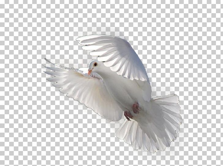 Columbidae Doves As Symbols Release Dove Bird PNG, Clipart, Animal, Beak, Columbidae, Desktop Wallpaper, Doves As Symbols Free PNG Download