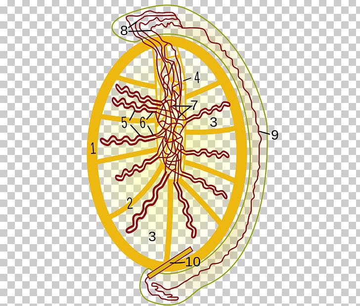 Testicle Rete Testis Efferent Ducts Tunica Albuginea Of Testis Mediastinum Testis PNG, Clipart, Area, Biology, Circle, Connective Tissue, Epididymis Free PNG Download