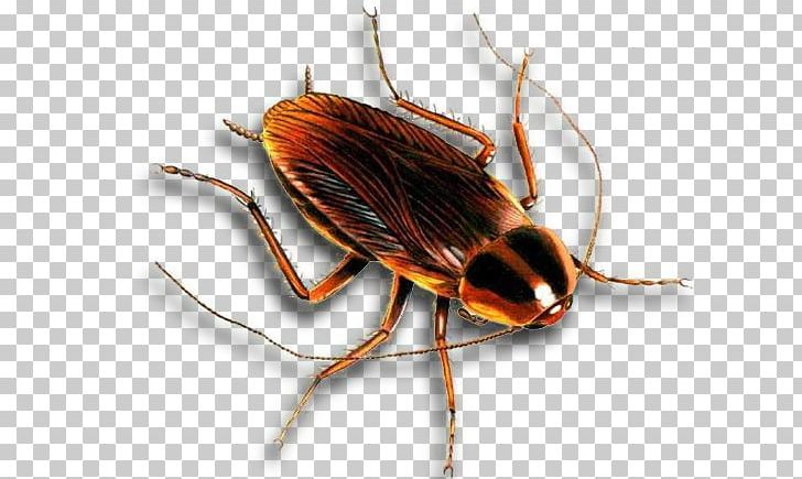 Cockroach Insect Safe Earth Pest Control Rockwall PNG, Clipart, Animal, Animals, Arthropod, Bed Bug, Beetle Free PNG Download