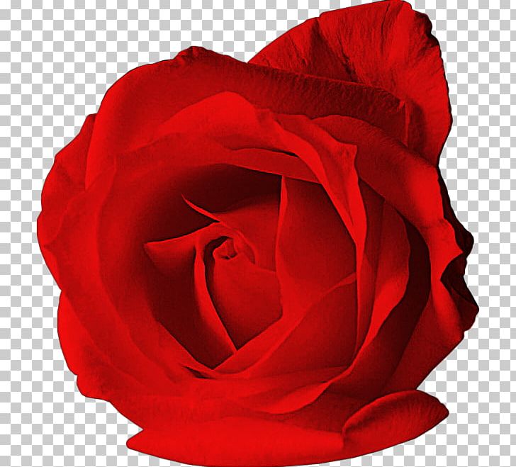 Garden Roses Desktop PNG, Clipart, China Rose, Closeup, Cut Flowers, Desktop Wallpaper, Fillet Free PNG Download