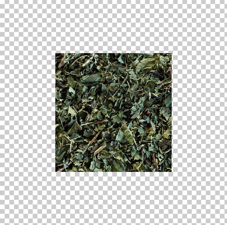Sencha Green Tea Gunpowder Tea Oolong PNG, Clipart, Bag, Caffeine, Camouflage, Chinese Tea, Chun Mee Free PNG Download