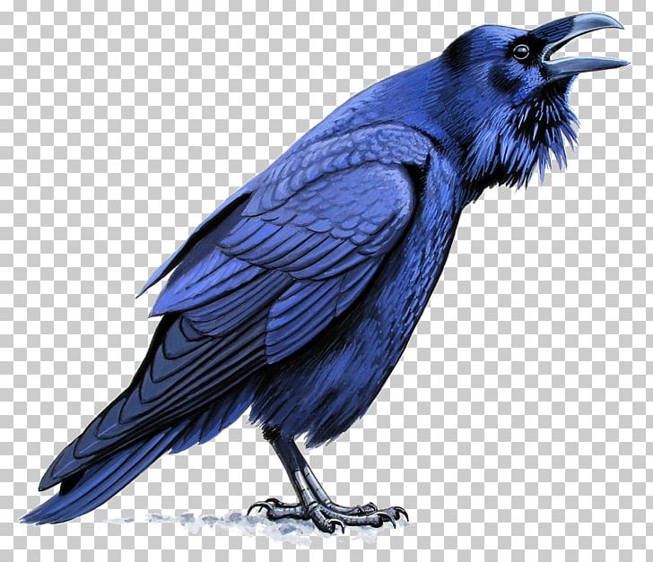 American Crow New Caledonian Crow Rook Blue Jay Common Raven PNG, Clipart, American Crow, Animals, Beak, Bird, Blue Free PNG Download