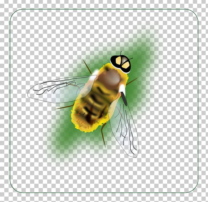 Bumblebee Hornet Insect PNG, Clipart, Arthropod, Bee, Beehive, Bumblebee, Computer Icons Free PNG Download