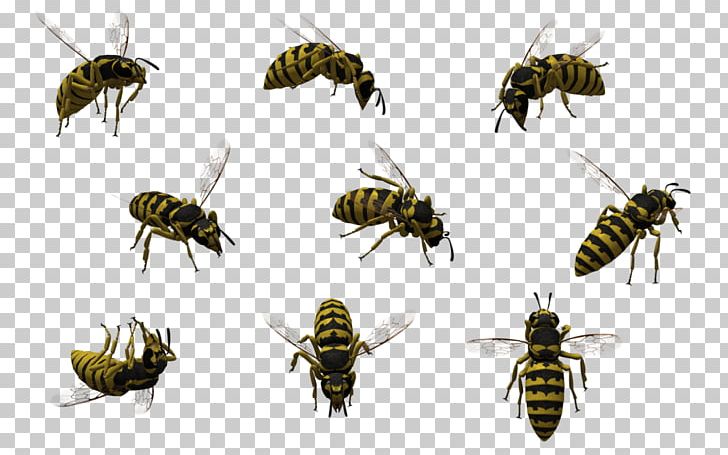 Honey Bee Insect Wasp PNG, Clipart, 3d Computer Graphics, 3d Modeling, 3d Rendering, Arthropod, Bee Free PNG Download