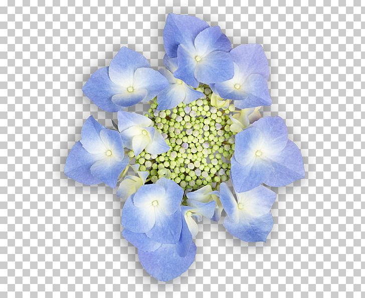 Hydrangea Cut Flowers Blue Petal PNG, Clipart, Blue, Cobalt, Cobalt Blue, Cornales, Cut Flowers Free PNG Download