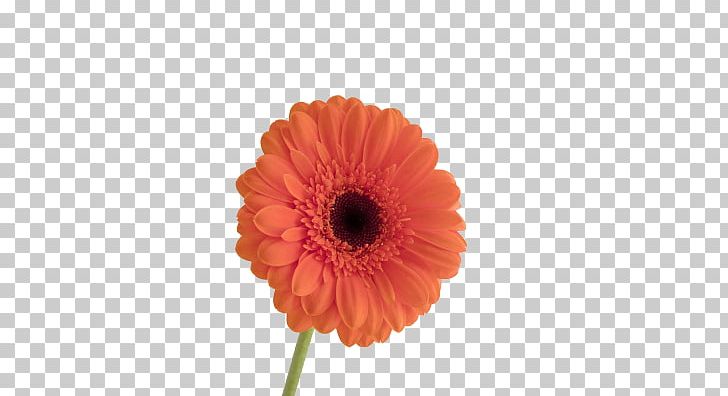 Transvaal Daisy Tulip Flower PNG, Clipart, Annual Plant, Cut Flowers, Dahlia, Daisy Family, Download Free PNG Download