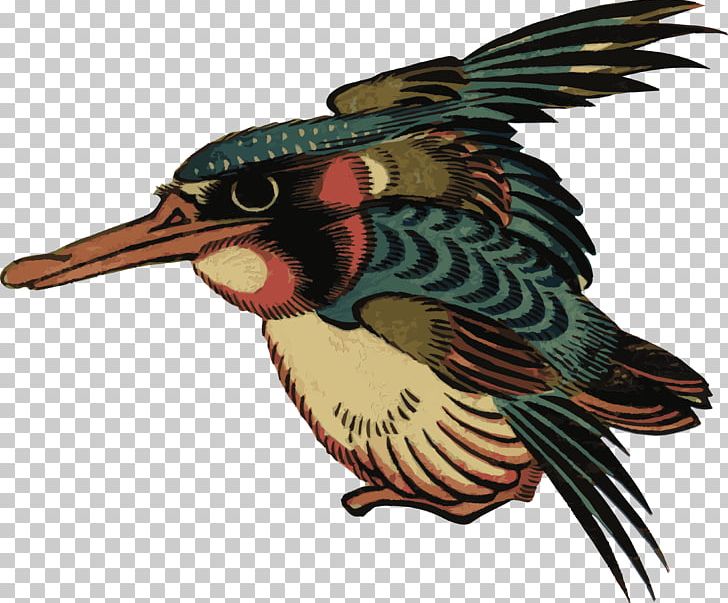 Bird Beak Kingfisher PNG, Clipart, Animal, Animals, Beak, Bird, Coraciiformes Free PNG Download