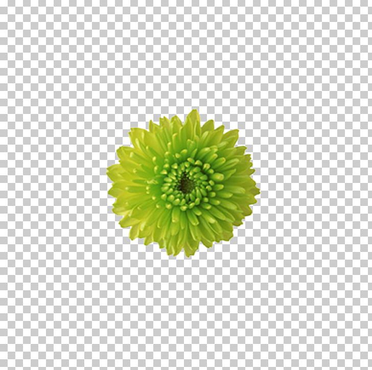 Border Flowers Green PNG, Clipart, Blue, Border Flowers, Chrysanthemum, Color, Culture Free PNG Download