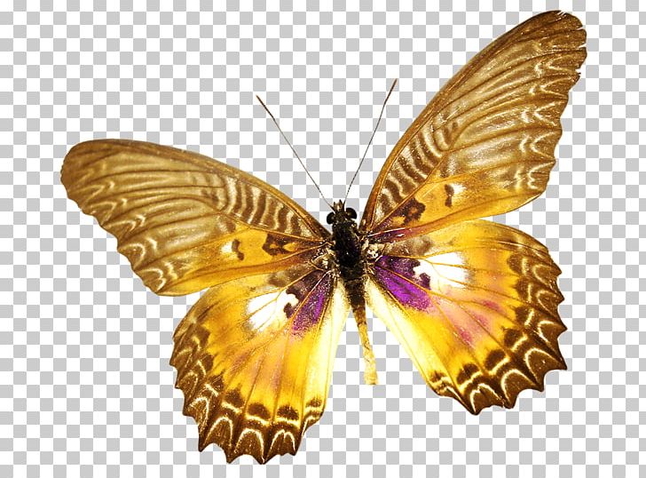 Brush-footed Butterflies Butterfly Insect Moth PNG, Clipart, Arthropod, Brush Footed Butterfly, Butterflies And Moths, Butterfly, Download Free PNG Download