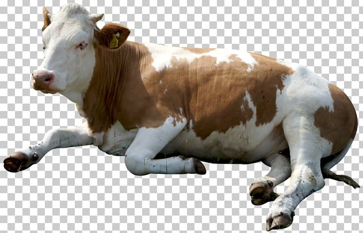 Dairy Cattle PNG, Clipart, Cattle, Cattle Like Mammal, Cow, Cowcalf Operation, Cow Goat Family Free PNG Download
