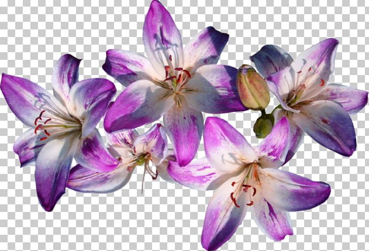 Encapsulated PostScript Lossless Compression PNG, Clipart, Cicek, Cicek Resimleri, Computer Icons, Cut Flowers, Data Free PNG Download