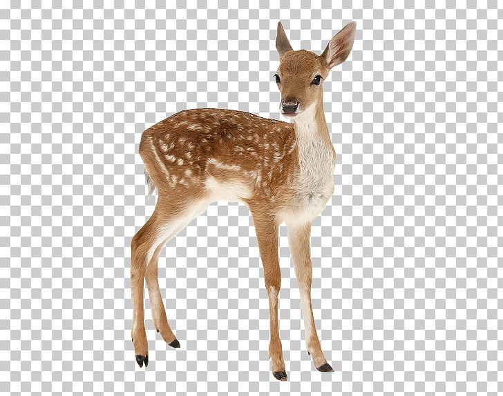 Fallow Deer Red Deer Roe Deer Moose PNG, Clipart, Animal, Animals, Antelope, Antler, Dama Free PNG Download