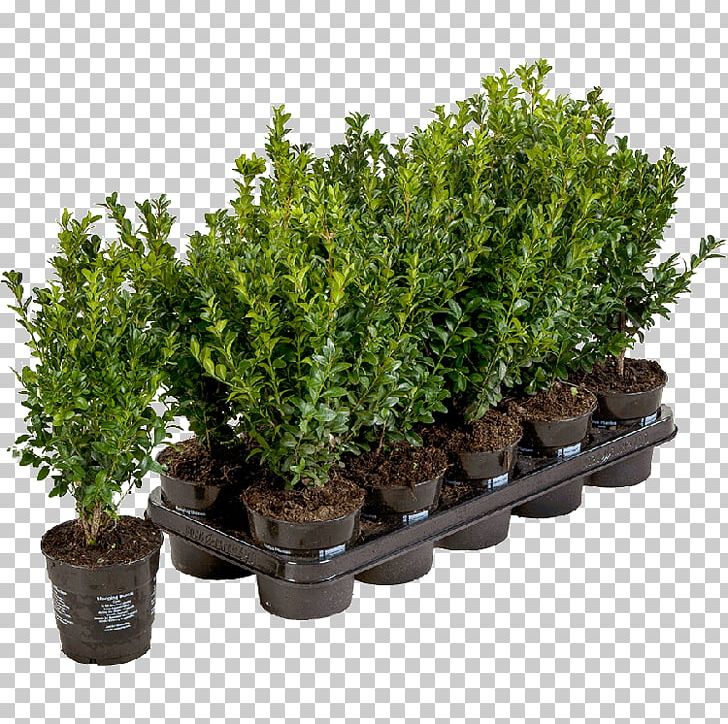 Flowerpot Buxus Sempervirens Shrub Evergreen Plant PNG, Clipart, Box, Boxwood, Buxus Sempervirens, Common Holly, Evergreen Free PNG Download
