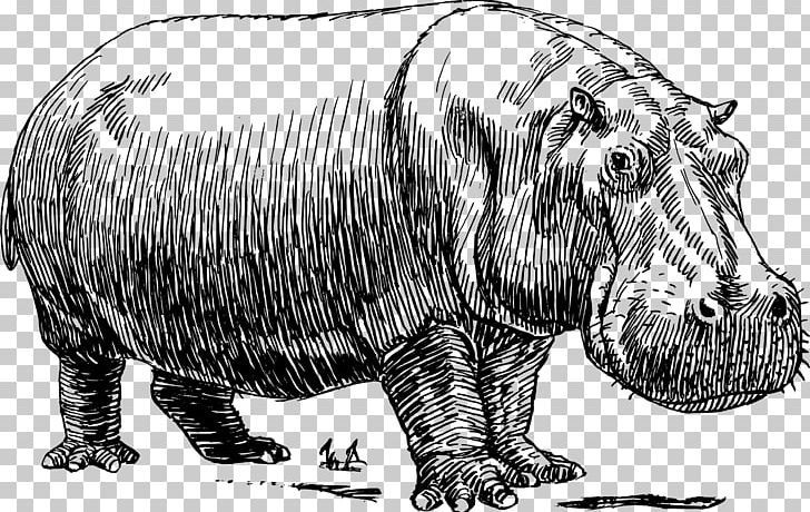 Hippopotamus Drawing Line Art PNG, Clipart, Animals, Art, Bear, Black And White, Carnivoran Free PNG Download