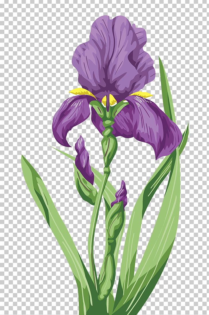 Iris Orris Root PNG, Clipart, Cut Flowers, Flower, Flowering Plant, Green Leaf, Iris Free PNG Download
