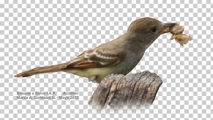Beak Bird House Sparrow Finches PNG, Clipart, Animals, Beak, Bird, Eastern Phoebe, Fauna Free PNG Download