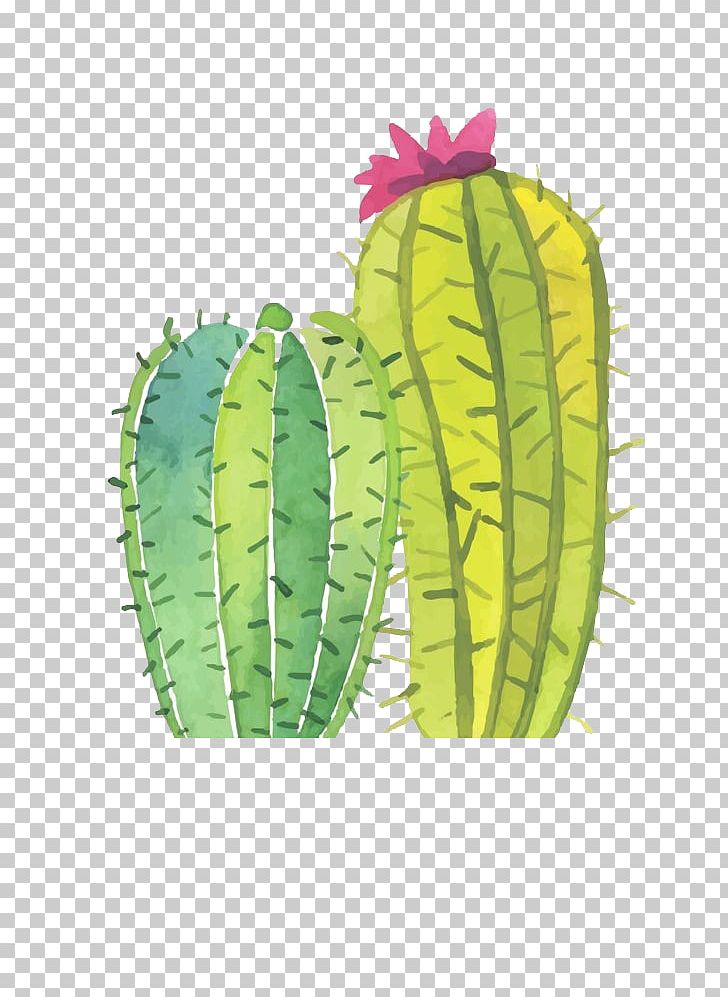 Cactaceae Succulent Plant Display Resolution PNG, Clipart, Cactus, Cactus Cartoon, Cactus Flower, Cactus Vector, Caryophyllales Free PNG Download