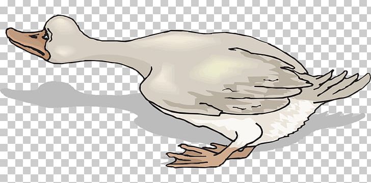 Duck Goose PNG, Clipart, Aflac Duck, Animal, Animals, Art, Beak Free PNG Download