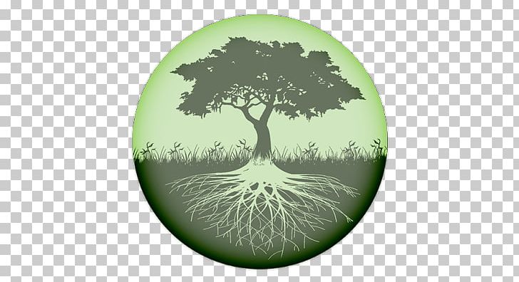 Tree Of Life Root PNG, Clipart, Android, Branch, Celtic Sacred Trees, Collective, Good Life Free PNG Download
