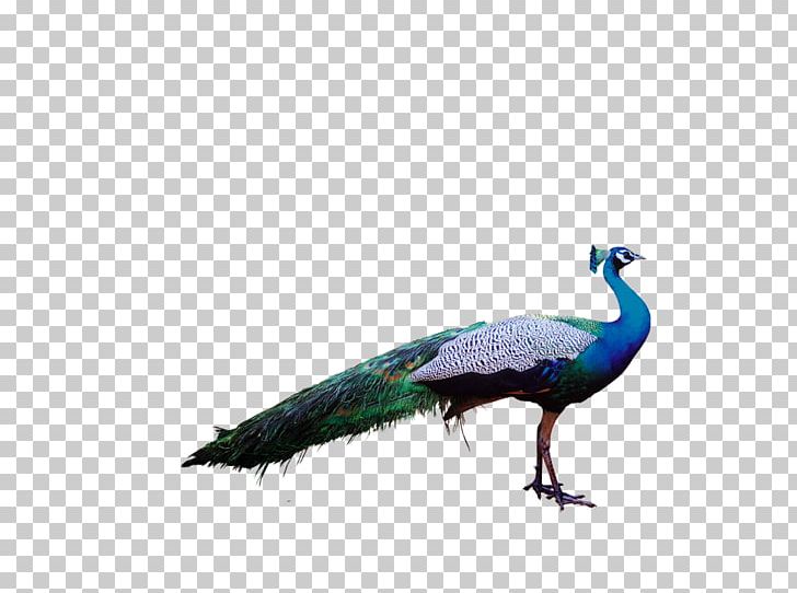 Bird Peafowl Feather Parrot PNG, Clipart, Animals, Asiatic Peafowl, Beak, Bird, Birds Free PNG Download