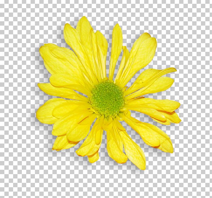 Daisy Family Chrysanthemum Argyranthemum Frutescens Oxeye Daisy Flower PNG, Clipart, Annual Plant, Argyranthemum Frutescens, Chrysanthemum, Chrysanths, Common Daisy Free PNG Download