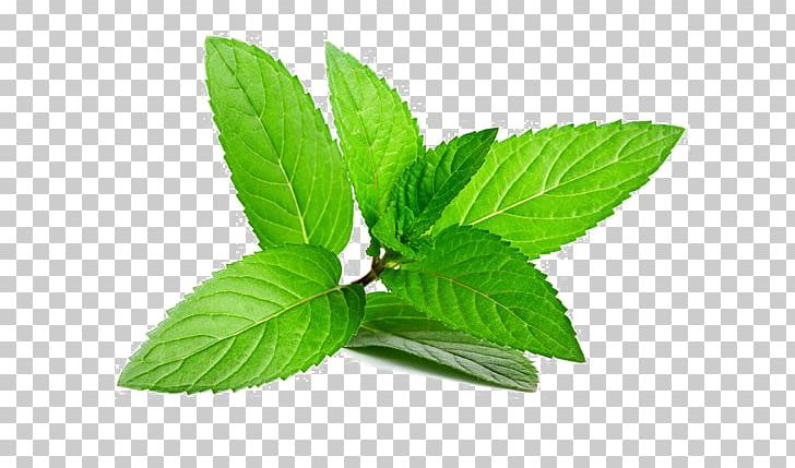 Peppermint Herb Mentha Spicata Leaf PNG, Clipart, Aroma, Basil, Dolor, Essential Oil, Flavor Free PNG Download