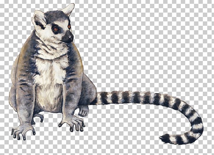 Ring-tailed Lemur Drawing Ring-tailed Cat Raccoon PNG, Clipart, Animal, Animal Figure, Animals, Art, Carnivoran Free PNG Download