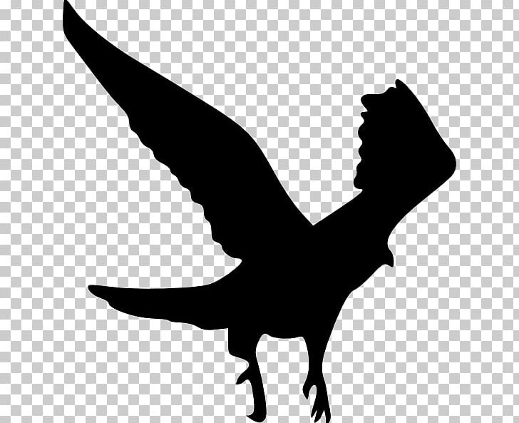 Bird Bald Eagle Gulls Silhouette PNG, Clipart, Bald Eagle, Beak, Bird, Bird Flight, Bird Of Prey Free PNG Download