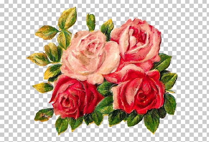 Garden Roses Cabbage Rose Floribunda Cut Flowers Floral Design PNG, Clipart, Art, Artificial Flower, Cut Flowers, Floral Design, Floribunda Free PNG Download