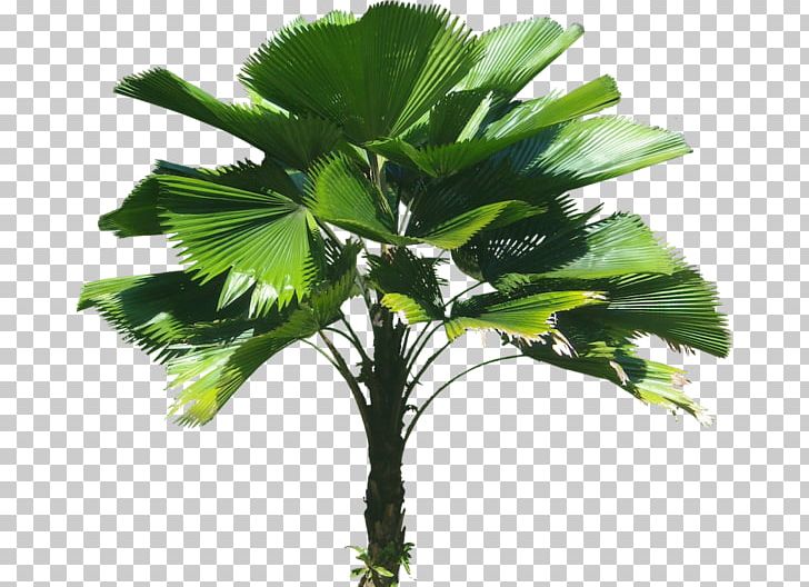 Licuala Grandis Arecaceae Tree Plant PNG, Clipart, 3d Computer Graphics, 3d Warehouse, Architectural Rendering, Arecaceae, Arecales Free PNG Download