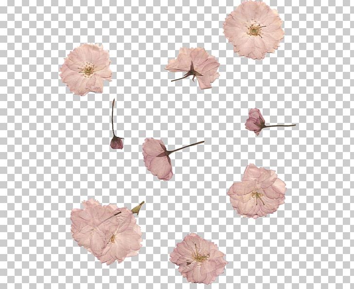 Pressed Flower Craft Cherry Blossom Petal Pink PNG, Clipart, Animals, Art, Blossom, Cherry Blossom, Cock Free PNG Download