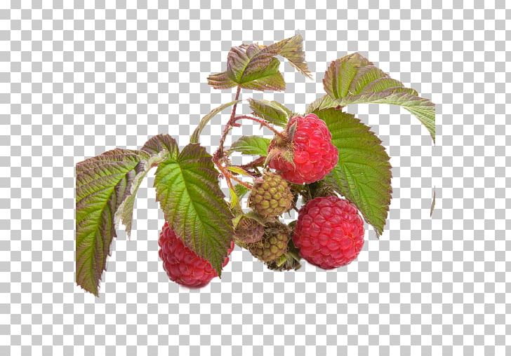 Raspberry Health Tea Food PNG, Clipart, Avocado, Berry, Blackberry, Boysenberry, Dessert Free PNG Download