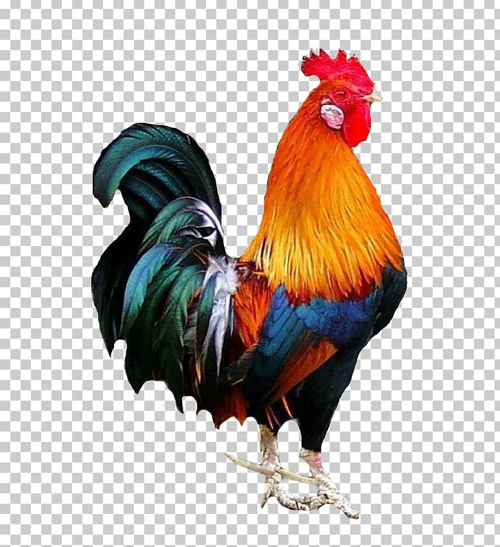 Rooster Cochin Chicken Galliformes PNG, Clipart, Austral Pacific Energy Png Limited, Beak, Bird, Black Cock, Chicken Free PNG Download